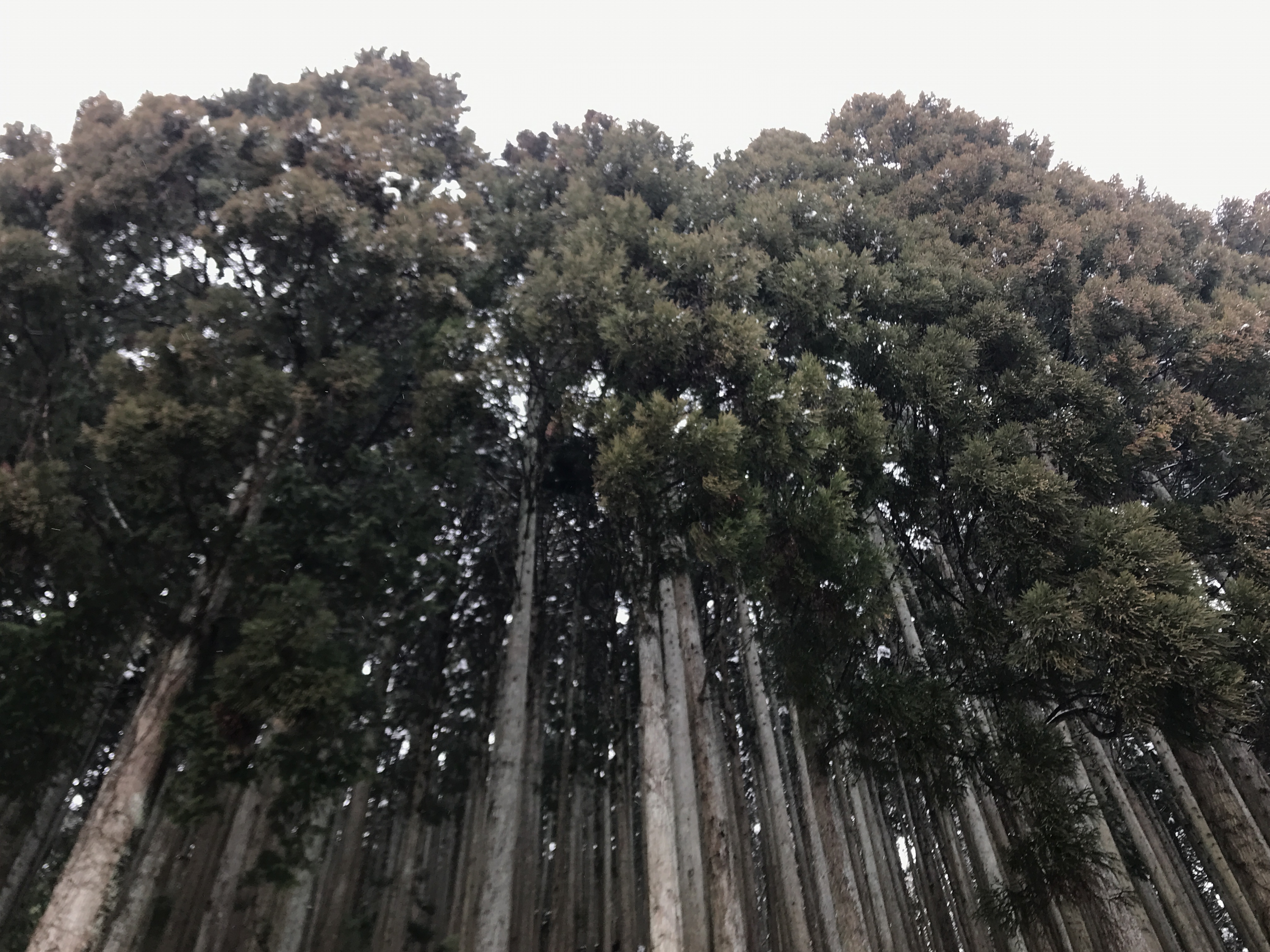 日本の森林の魅力や課題を動画でわかりやすく発信しています